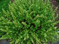 Marrubium vulgare